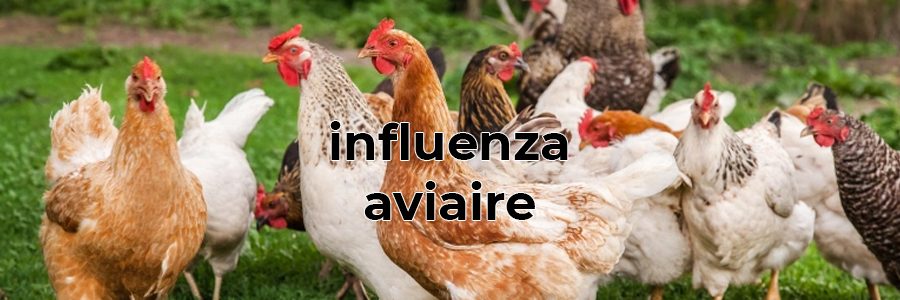 Influenza aviaire