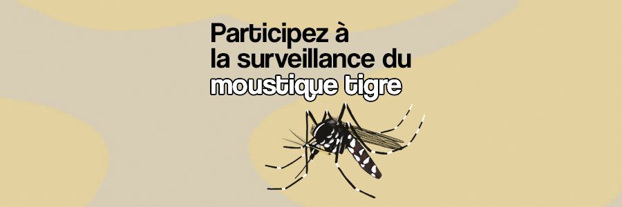 Surveillance et lutte contre le moustique tigre